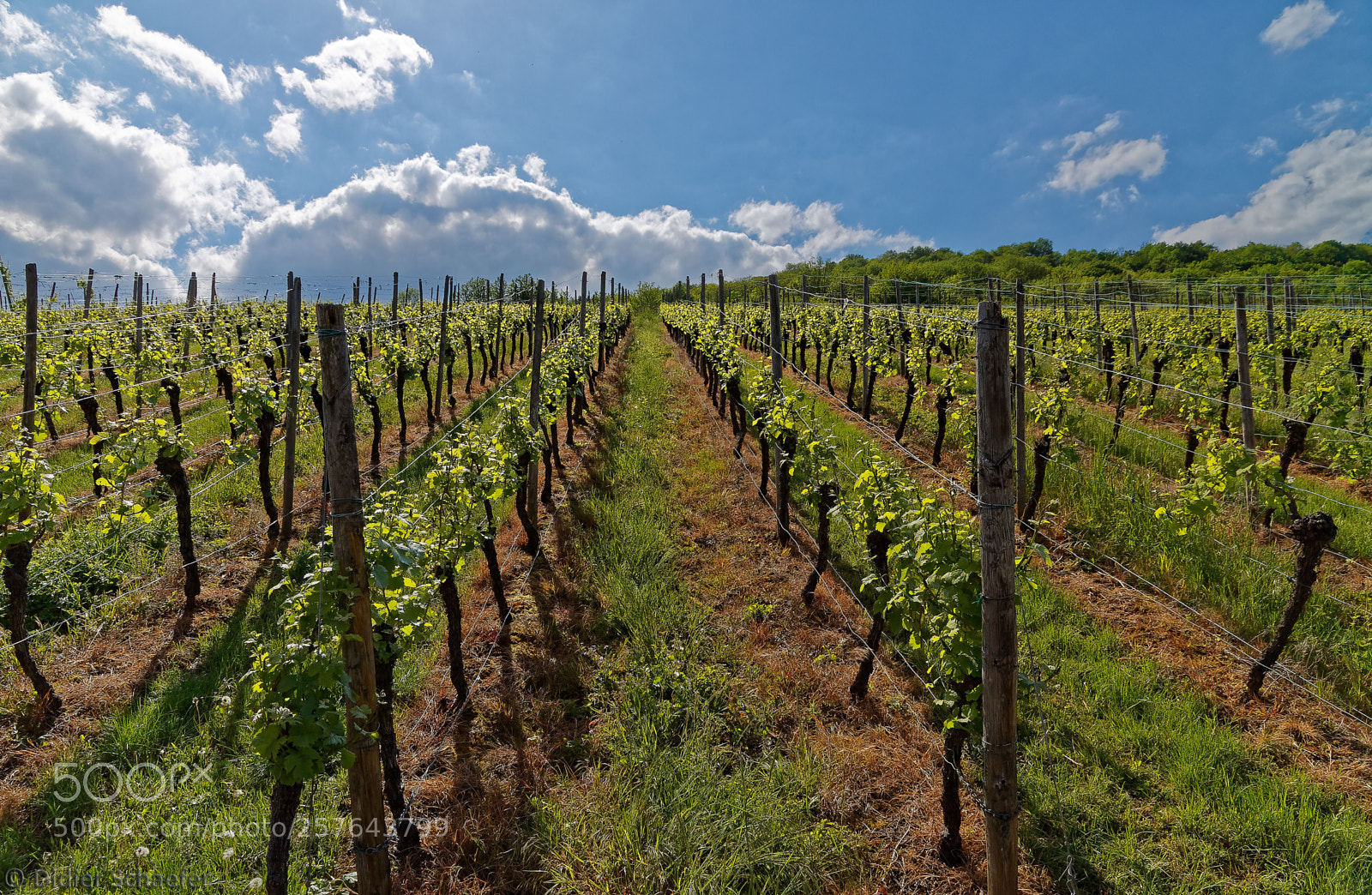 Canon EOS 50D sample photo. Rows against the sun photography