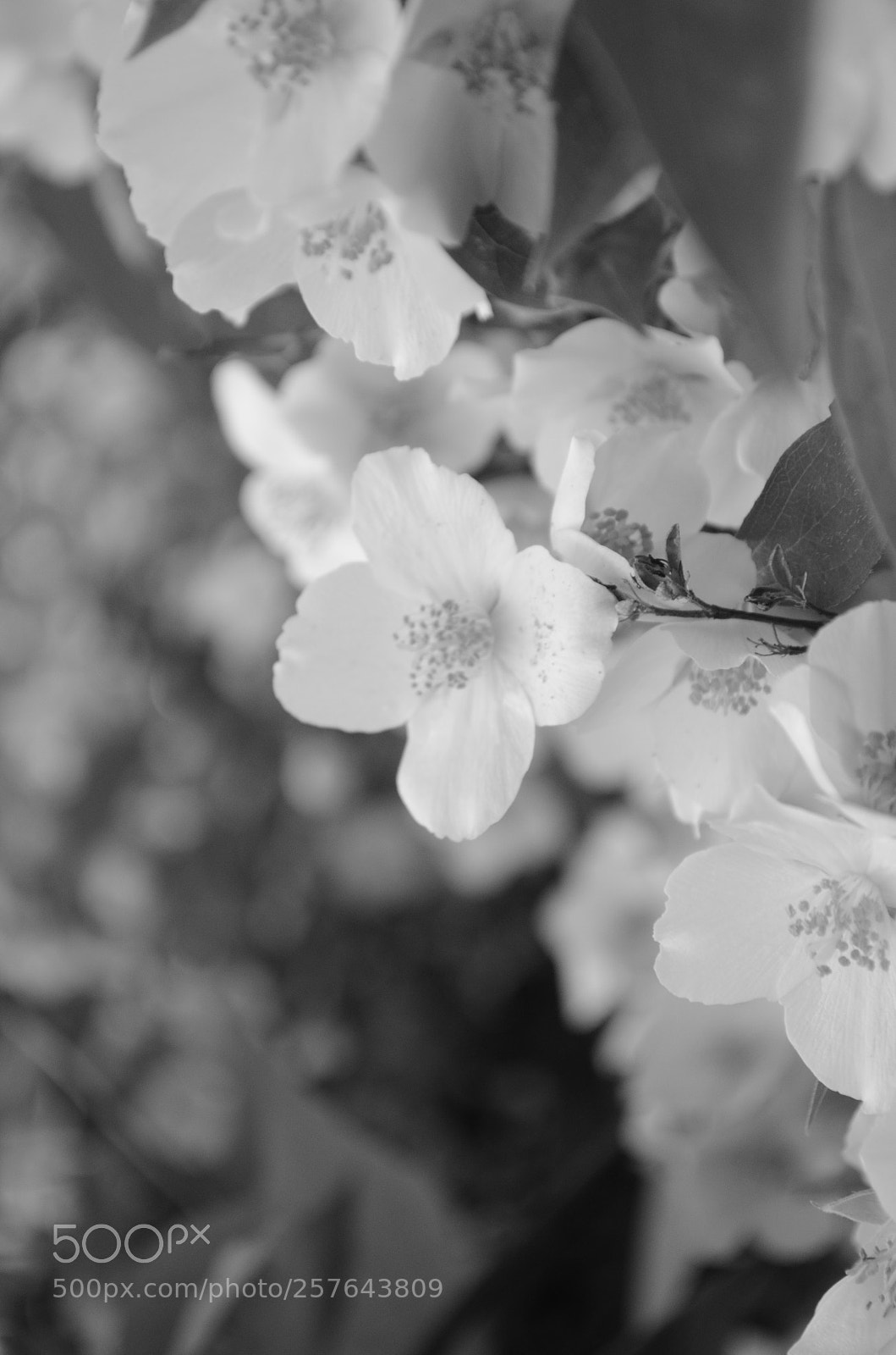 Nikon D5100 sample photo. Hidden in beauty photography