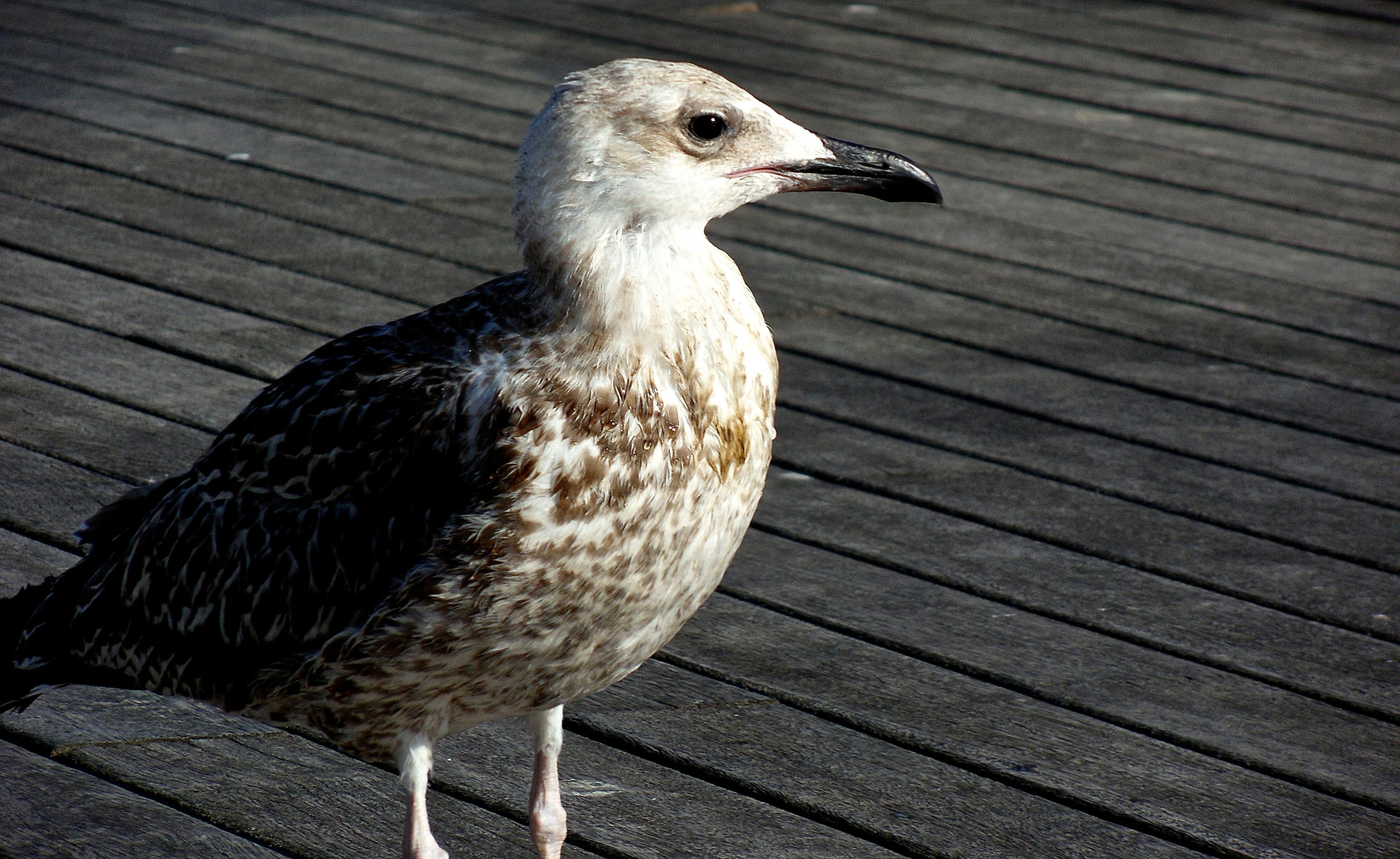 Samsung WB550, WB560 / VLUU WB550 /  HZ15W sample photo. The bird photography