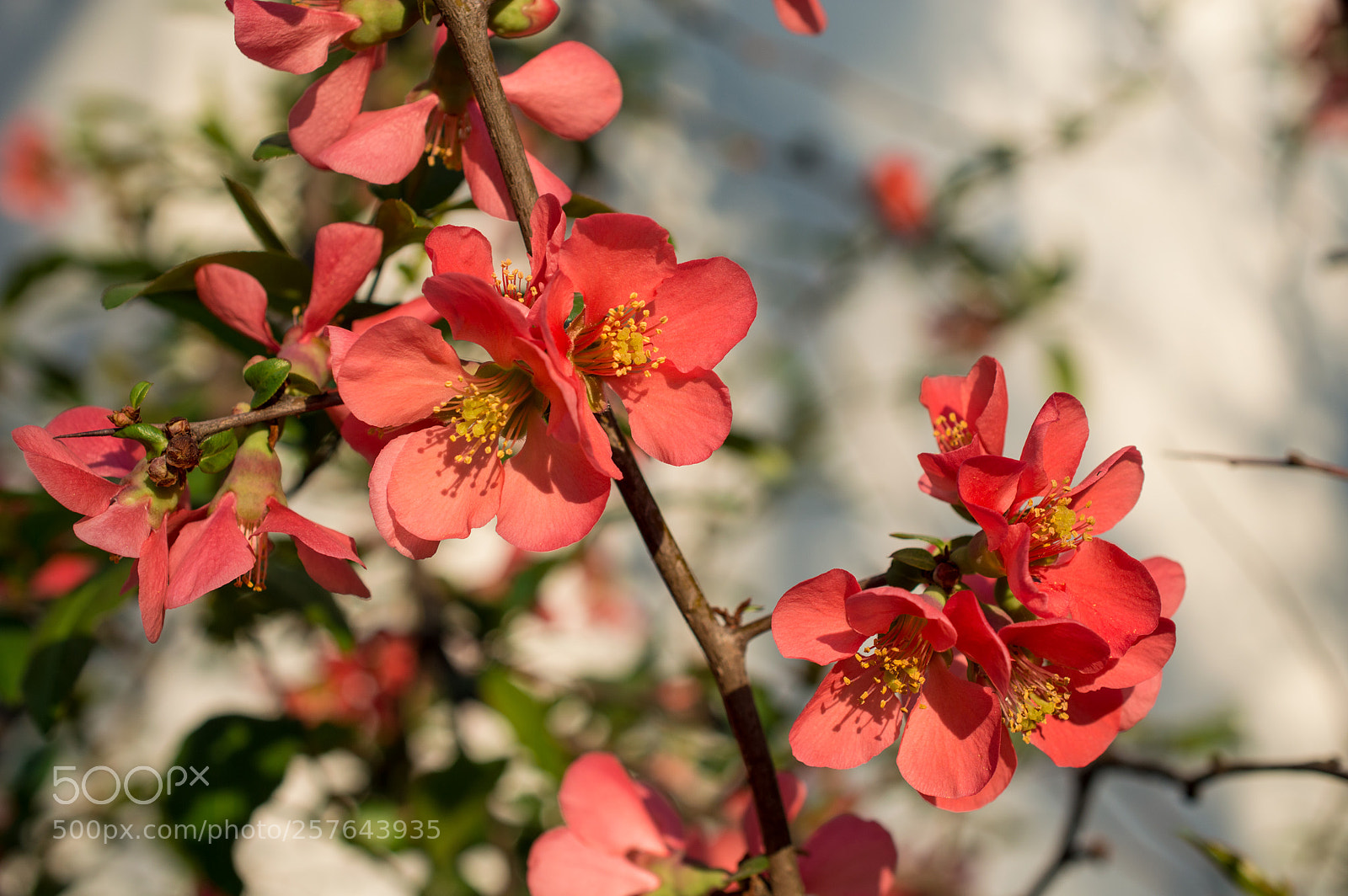 Nikon D3200 sample photo. Macro apr () photography