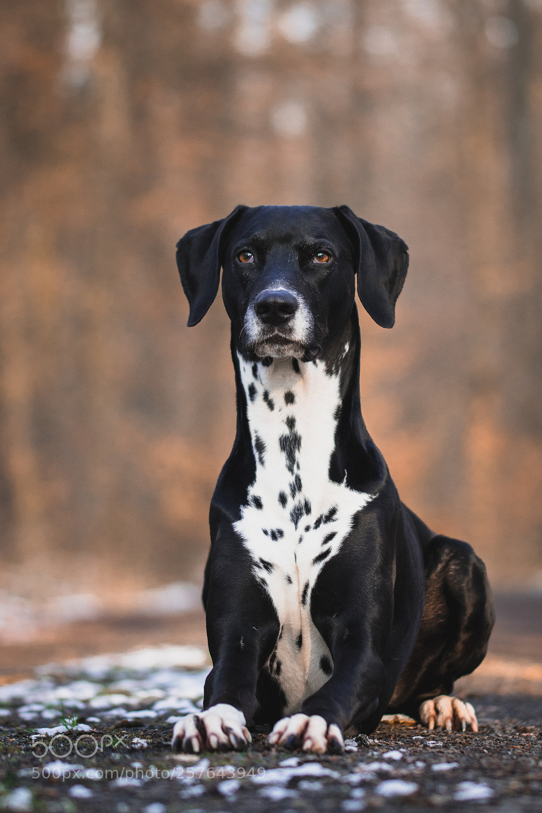 Canon EOS 7D Mark II sample photo. Dobertiner photography