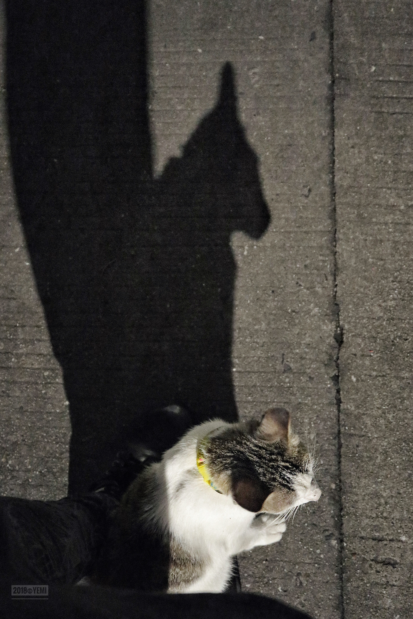 Canon EOS M6 sample photo. The night street cat photography