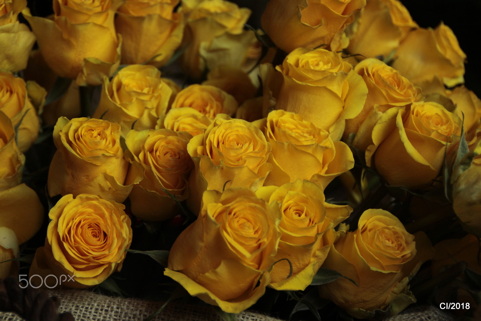 Canon EOS 50D sample photo. Mg photography