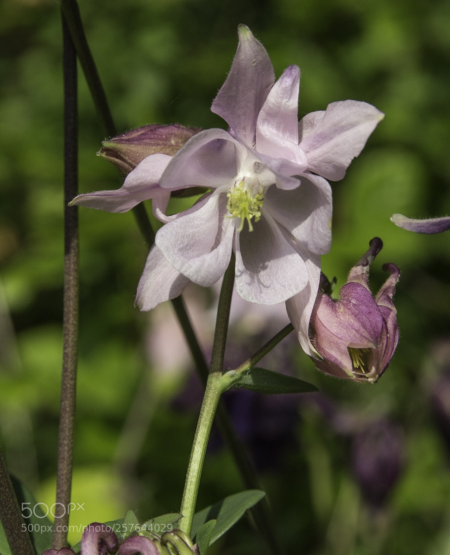 Canon EOS 1200D (EOS Rebel T5 / EOS Kiss X70 / EOS Hi) sample photo. Aquilegia photography