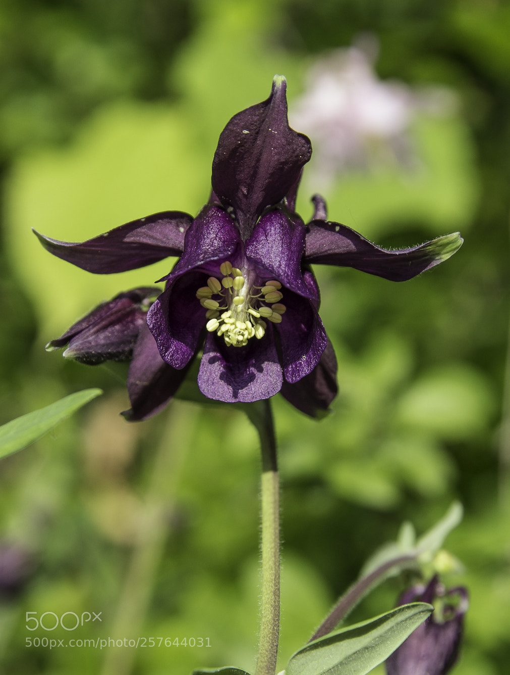 Canon EOS 1200D (EOS Rebel T5 / EOS Kiss X70 / EOS Hi) sample photo. Aquilegia photography