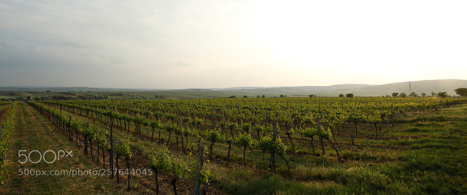 Canon EOS 1300D (EOS Rebel T6 / EOS Kiss X80) sample photo. Sonnenuntergang über weinberg photography