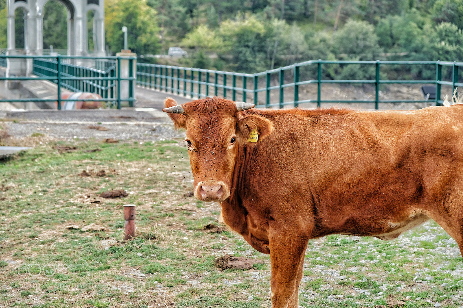 Fujifilm X-T20 sample photo. Cowboy photography