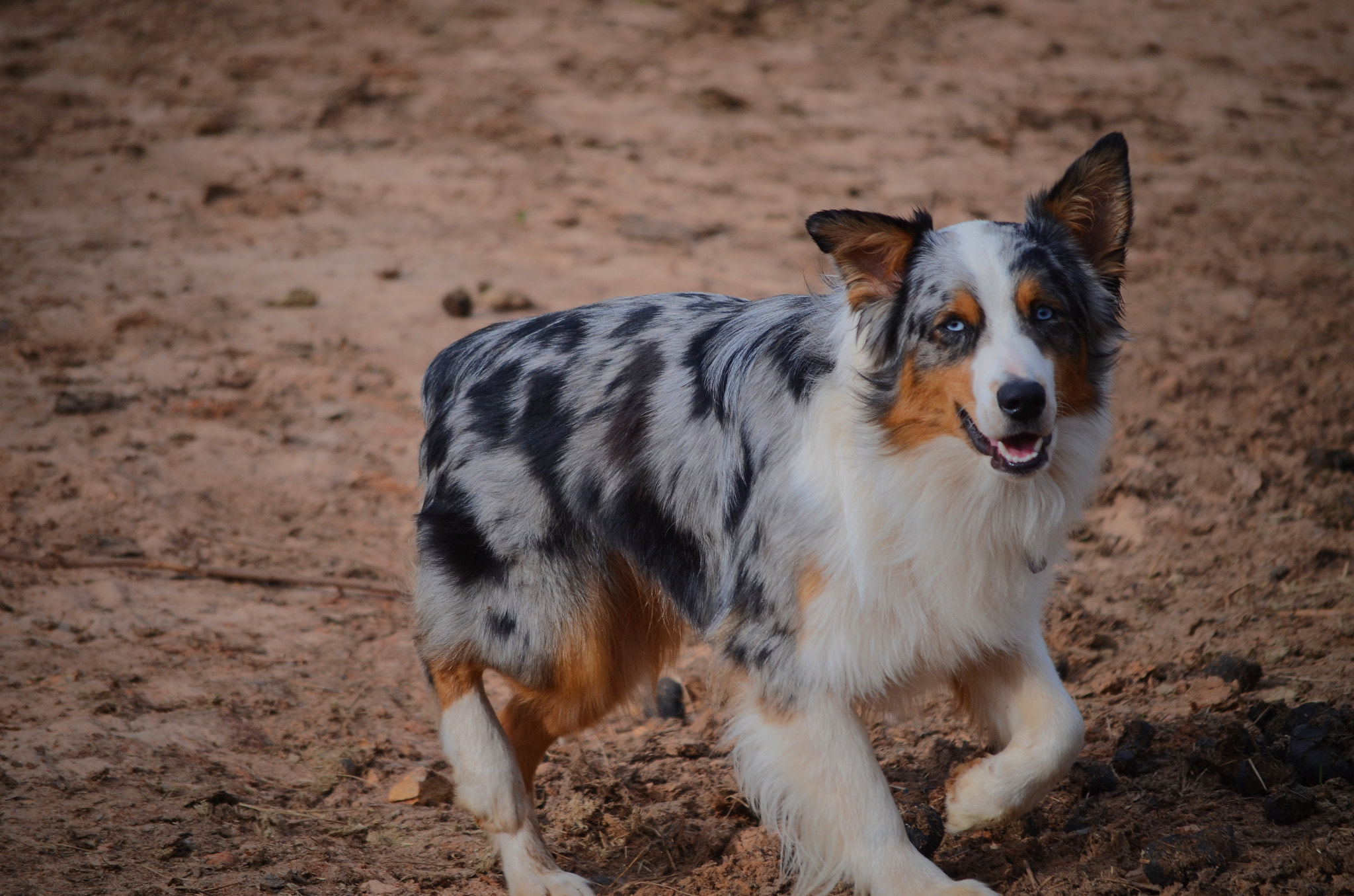 Nikon D5100 sample photo. Aussie pup photography