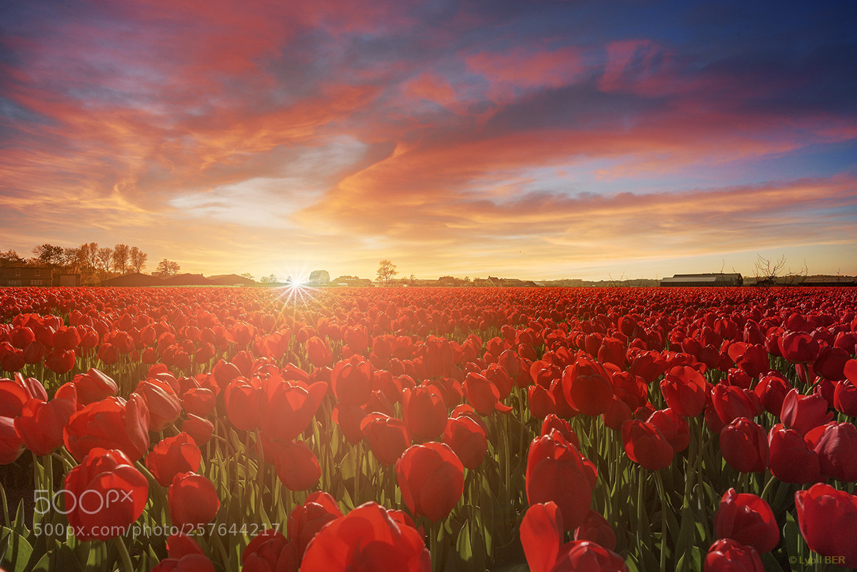 Nikon D750 sample photo. Endless red tulips fields photography