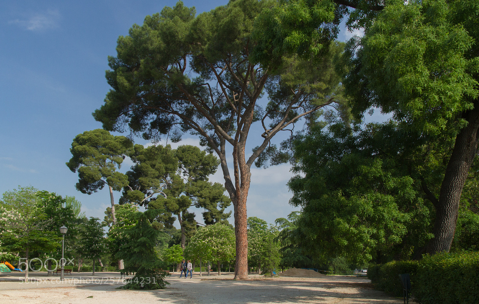 Canon EOS 7D sample photo. Retiro pines photography