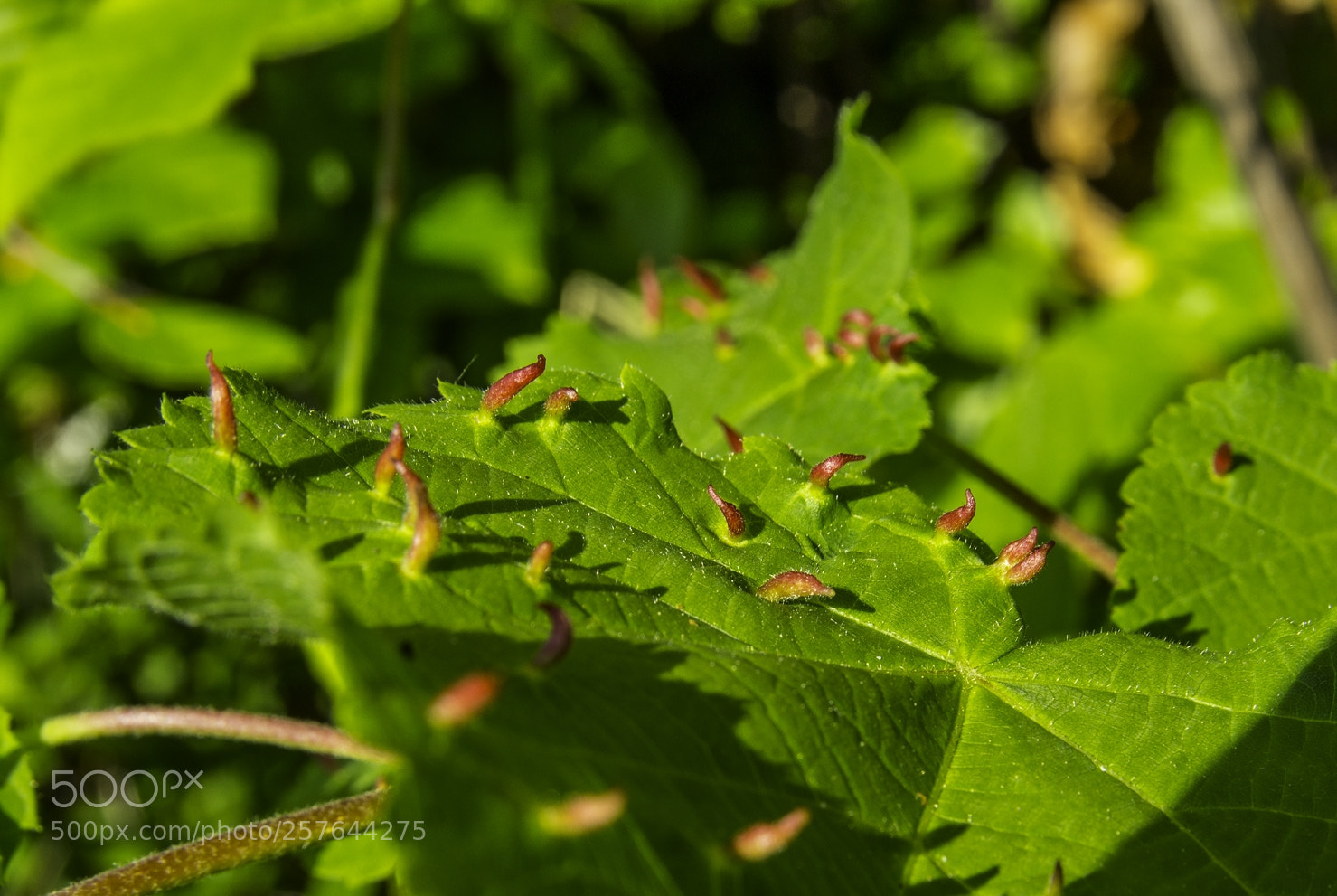 Canon EOS 1200D (EOS Rebel T5 / EOS Kiss X70 / EOS Hi) sample photo. Leaf with photography