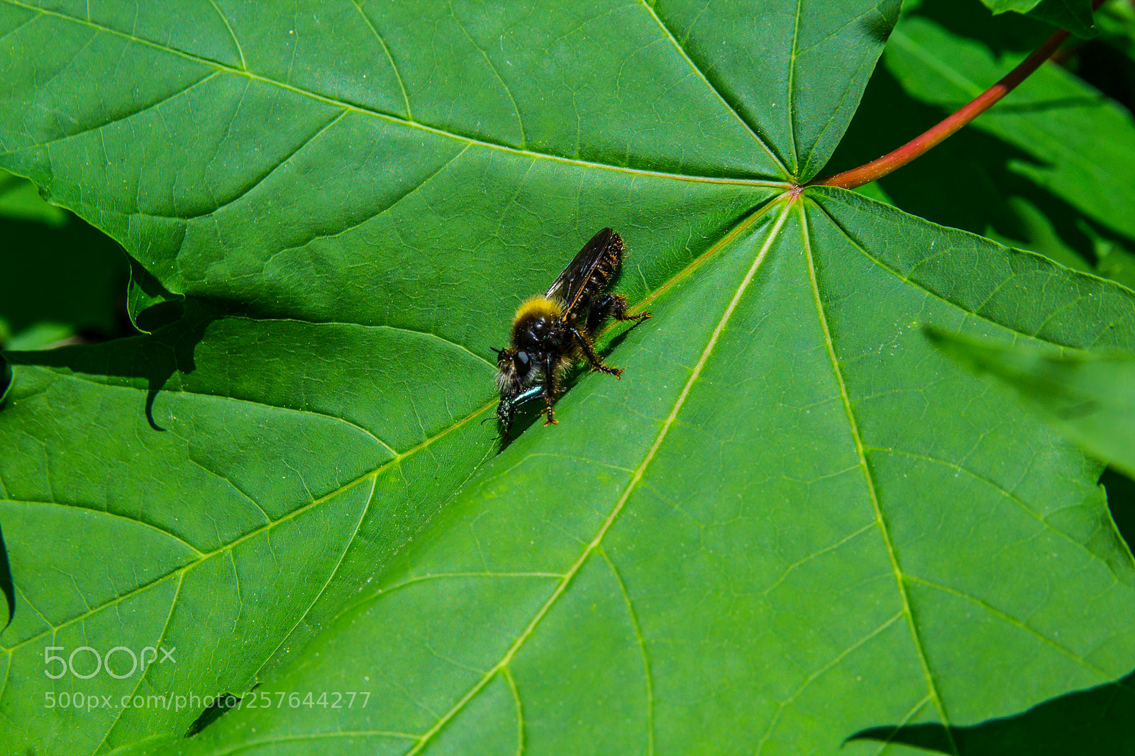 Canon EOS 1200D (EOS Rebel T5 / EOS Kiss X70 / EOS Hi) sample photo. Leaf with photography