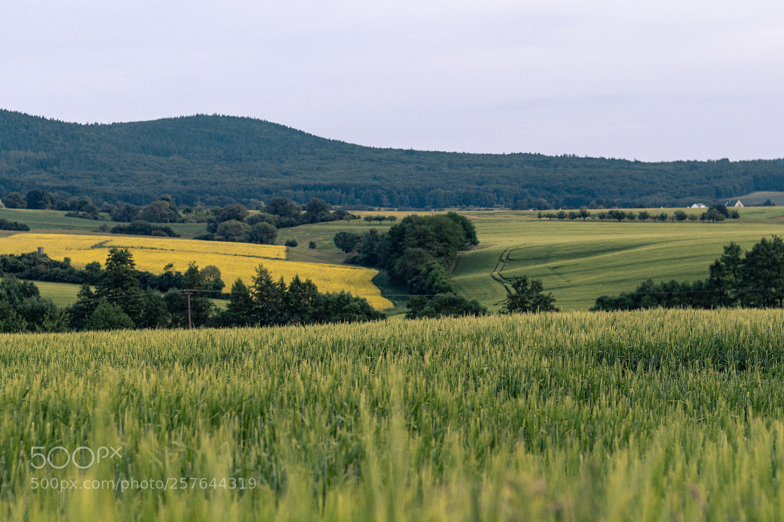 Canon EOS 700D (EOS Rebel T5i / EOS Kiss X7i) sample photo. Fields and forest photography