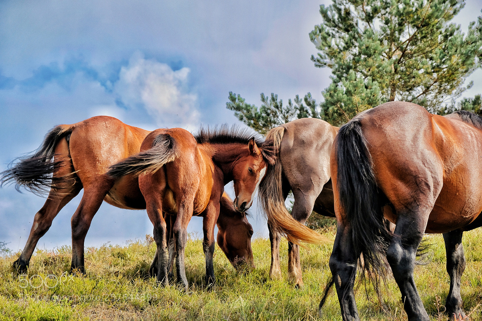 Fujifilm X-T20 sample photo. Horse photography