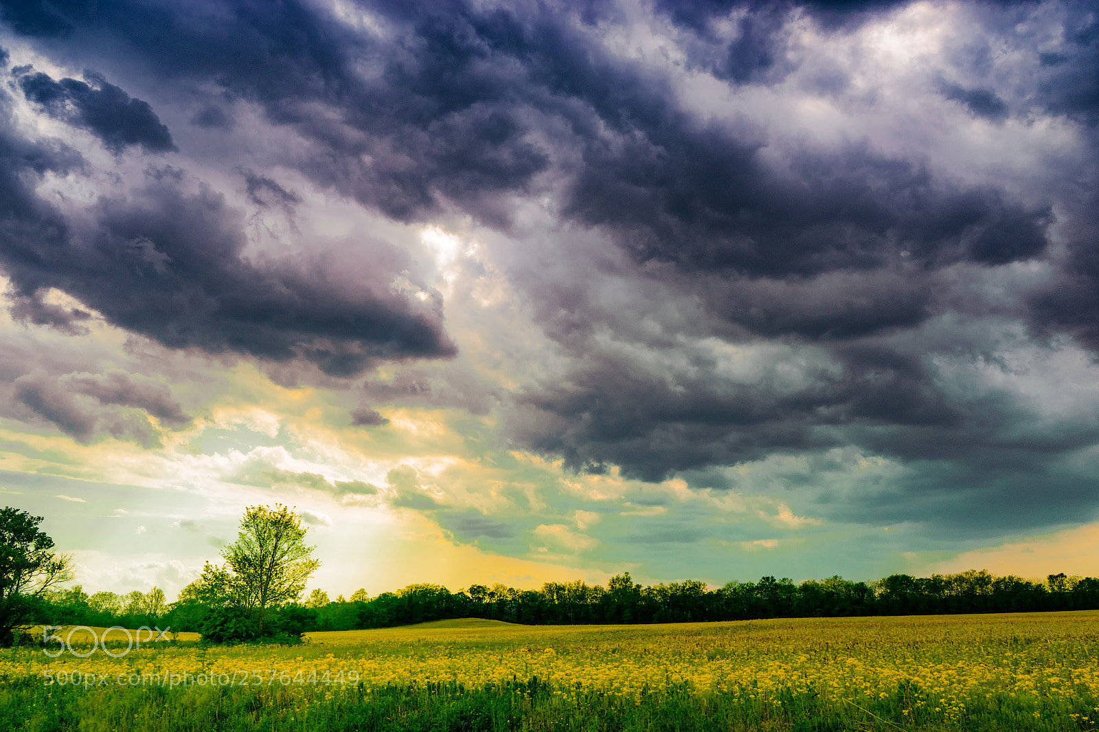 Sony a7 sample photo. Goldenrod field photography