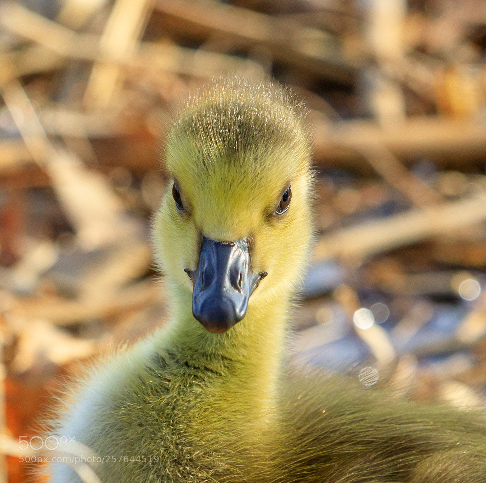 Canon EOS 5D Mark IV sample photo. Happy mother's day! photography