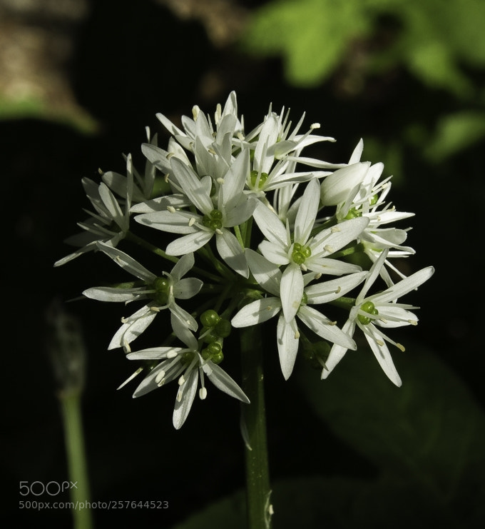 Canon EOS 1200D (EOS Rebel T5 / EOS Kiss X70 / EOS Hi) sample photo. Allium ursinum photography