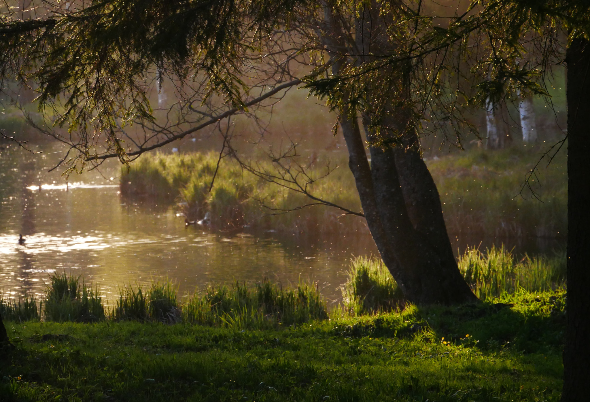 Panasonic Lumix DMC-G85 (Lumix DMC-G80) sample photo. Mist at sunset photography