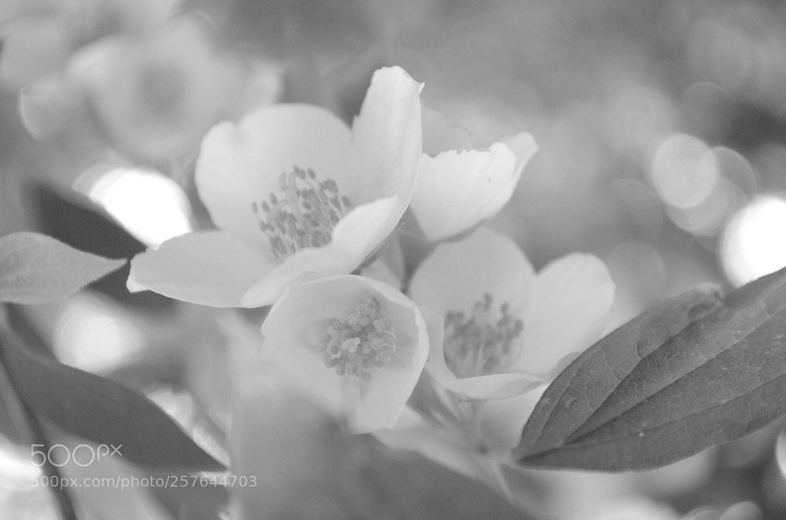Nikon D5100 sample photo. Awakening photography