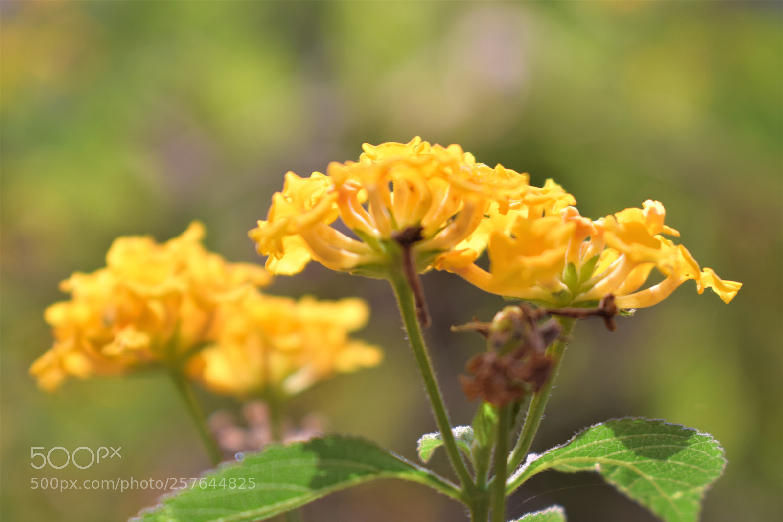 Nikon D3300 sample photo. Yellow photography