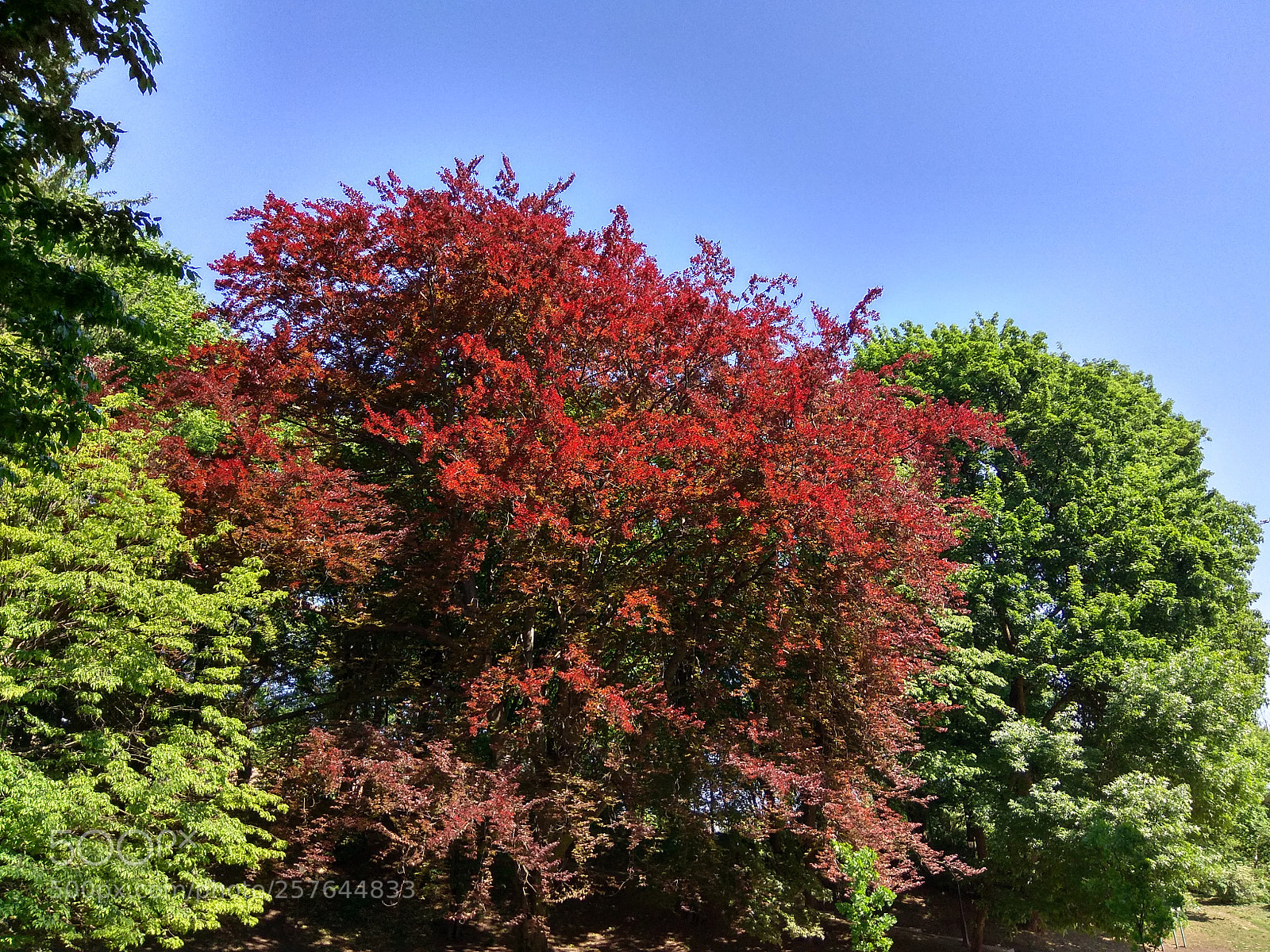 Xiaomi Redmi Note 4 sample photo. Untitled photography