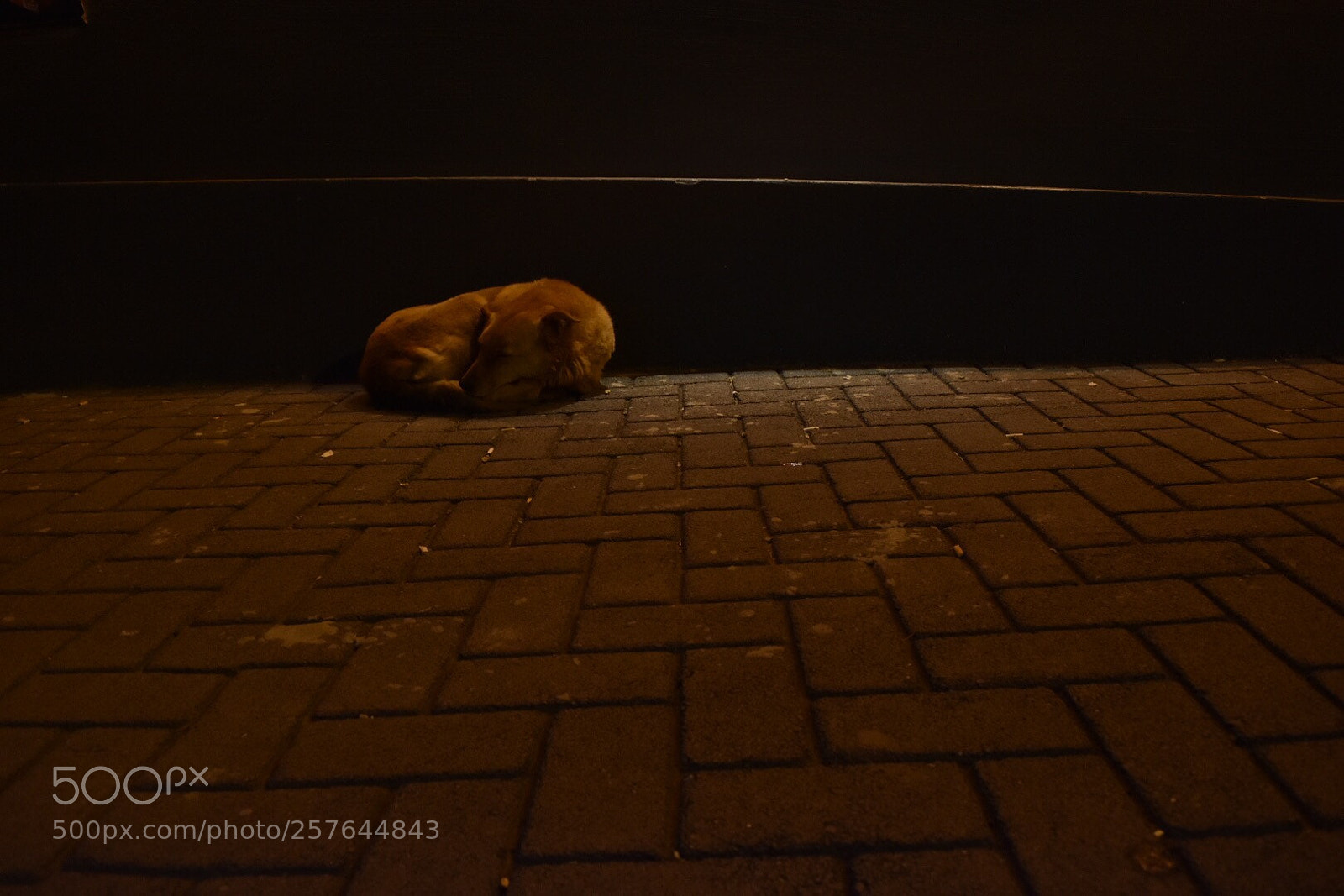 Nikon D5500 sample photo. Untitled photography
