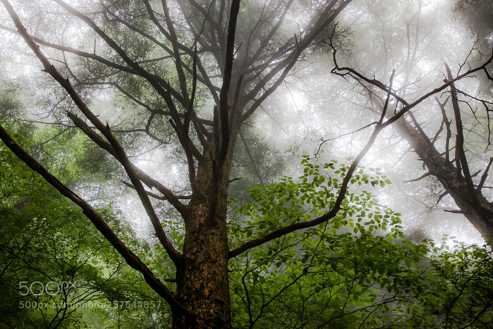 Canon EOS 5D Mark II sample photo. Mysterious forest (redux) xv photography