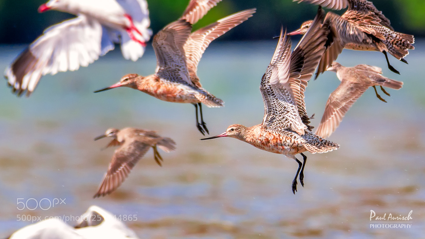 Nikon D500 sample photo. Bar-tailed godwit photography