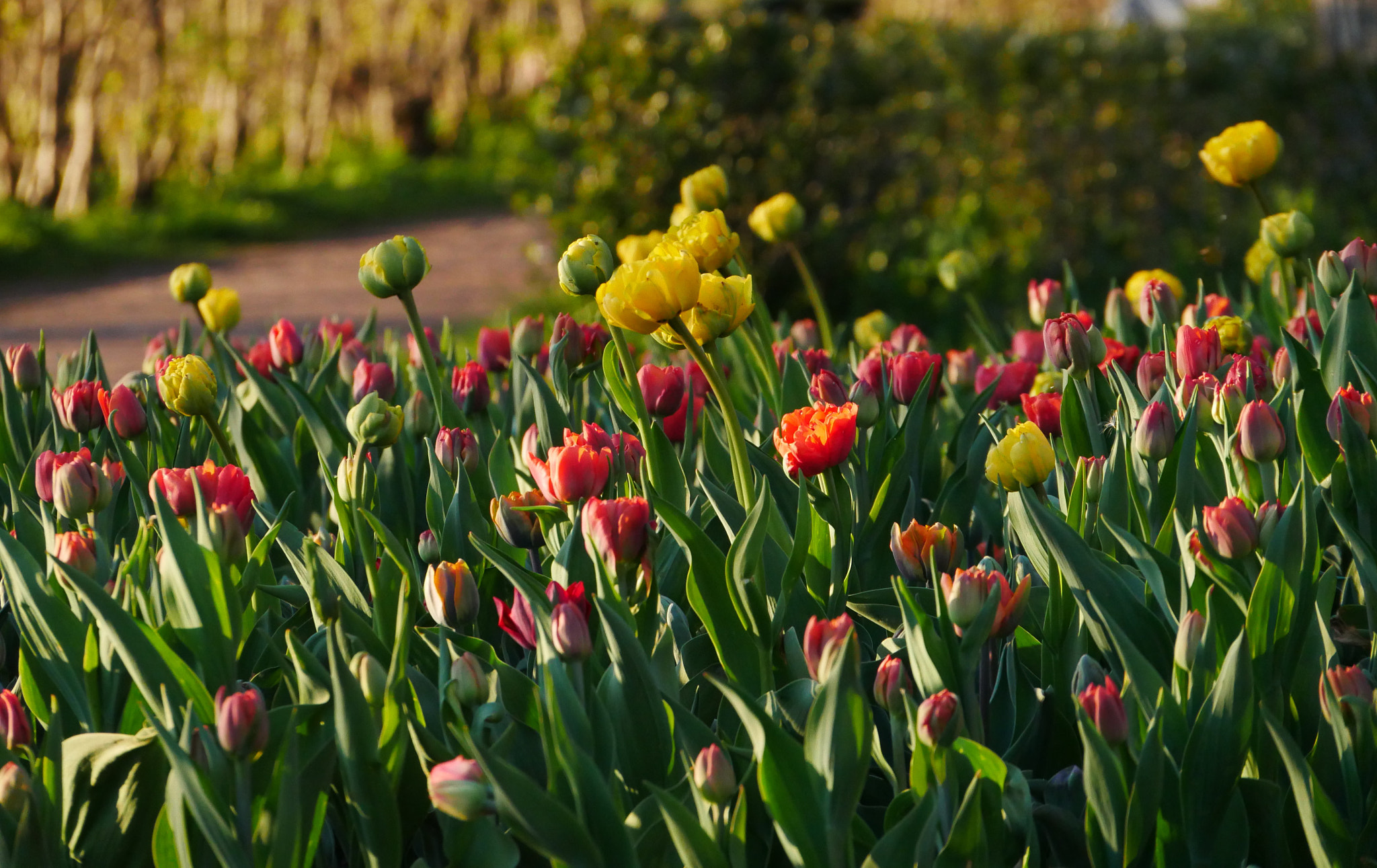 Panasonic Lumix DMC-G85 (Lumix DMC-G80) sample photo. Tulips in the park photography