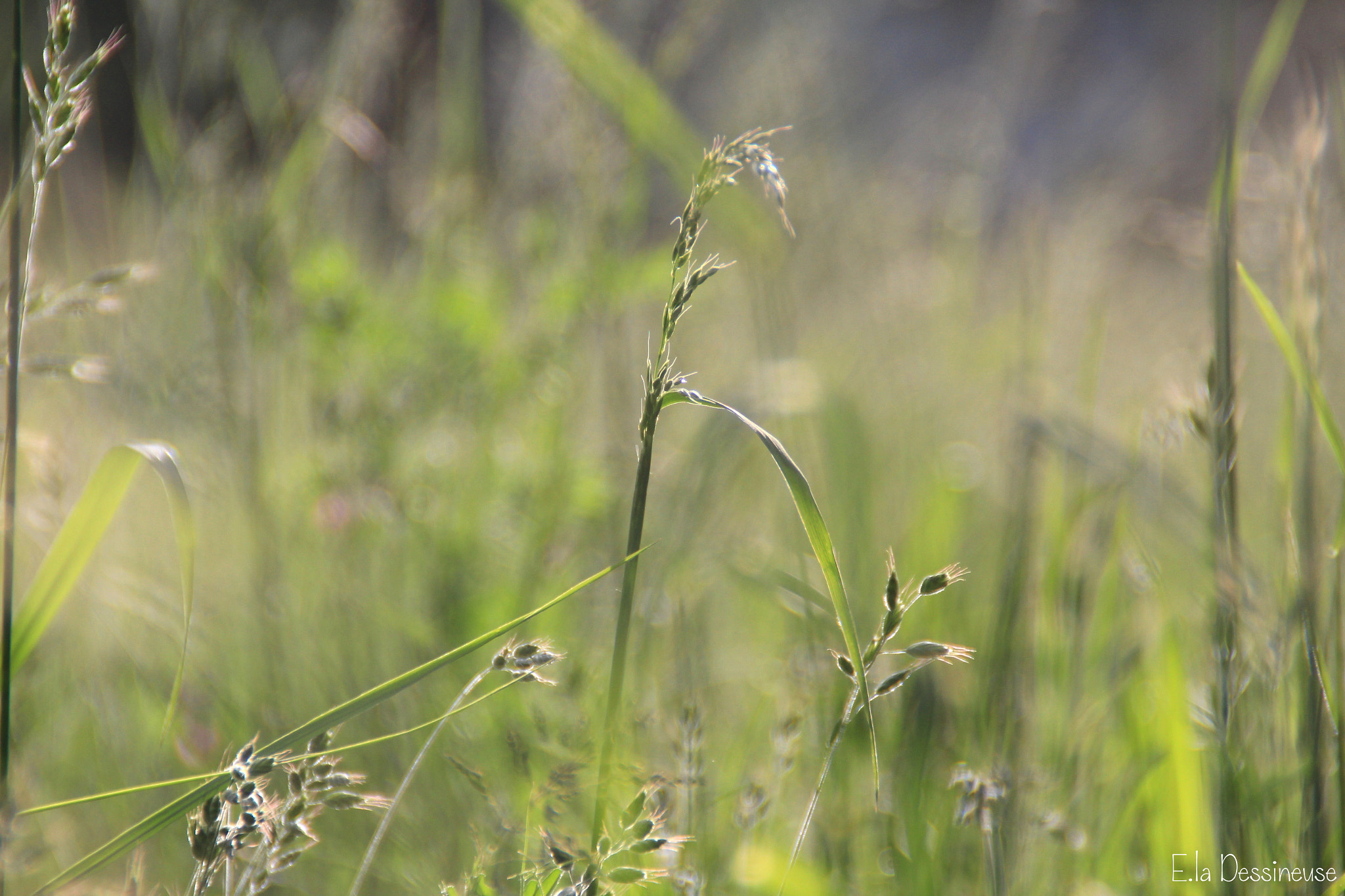 Canon EOS 700D (EOS Rebel T5i / EOS Kiss X7i) sample photo. Img photography