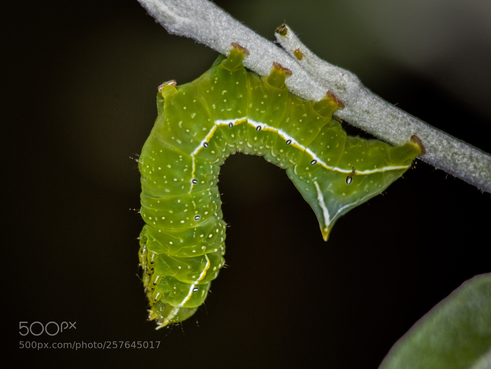 Nikon D3200 sample photo. Copper underwing amphipyra pyramidea photography