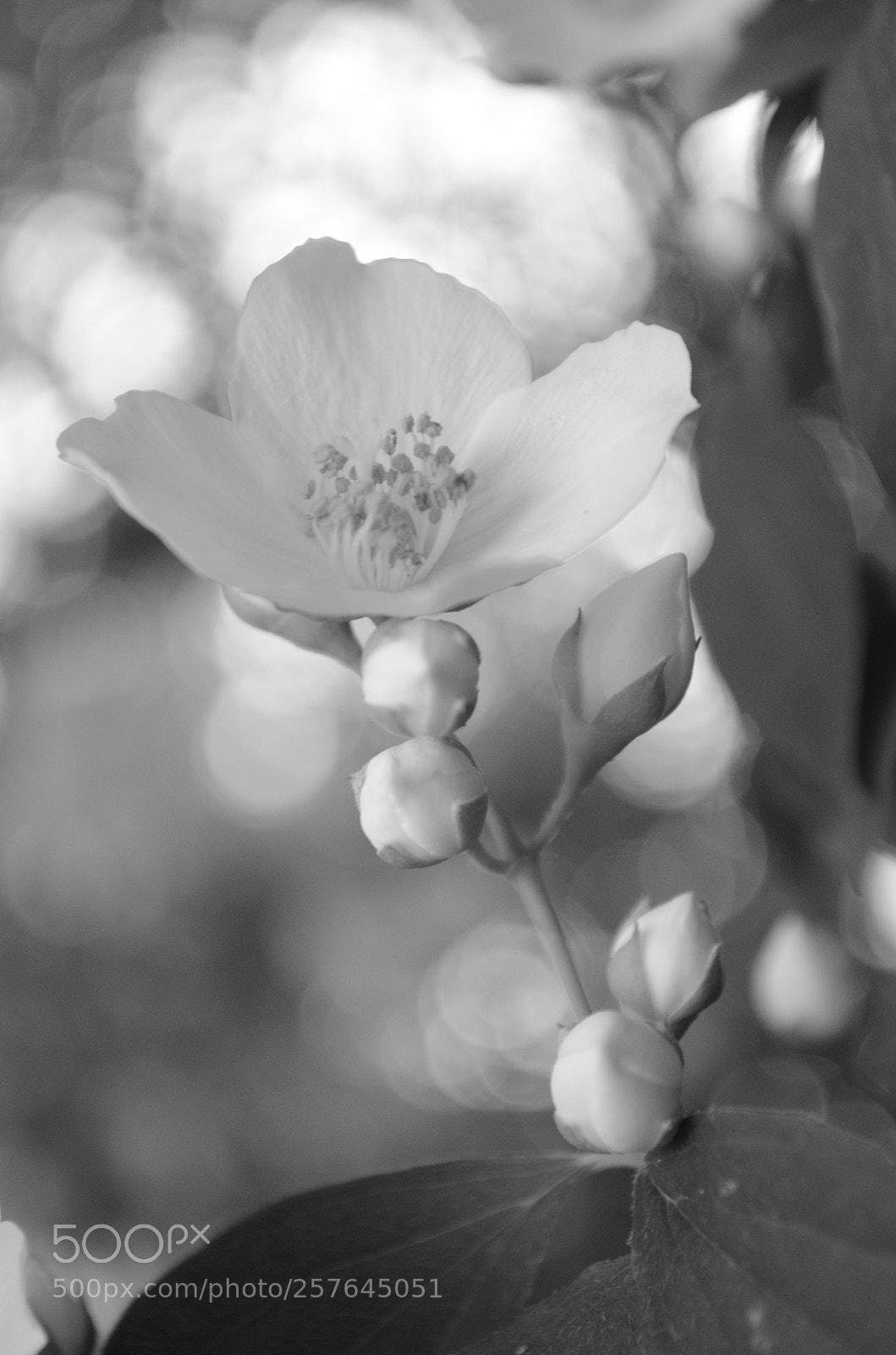 Nikon D5100 sample photo. Blooming in love photography