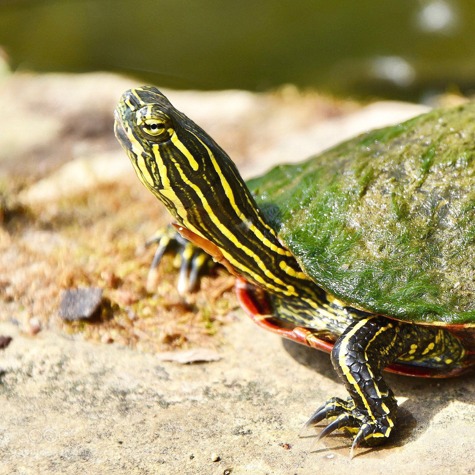 Nikon D750 sample photo. Beautiful painted turtle cox photography