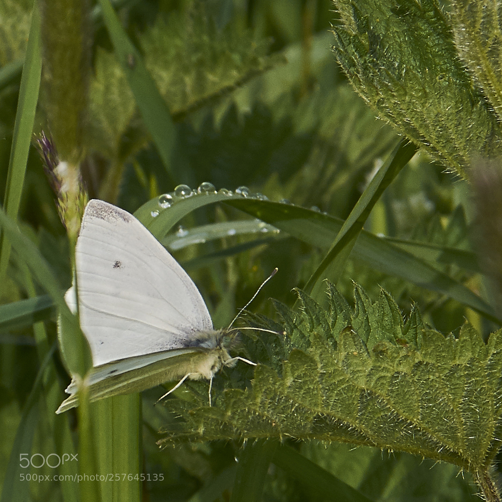 Nikon D7200 sample photo. Small white photography