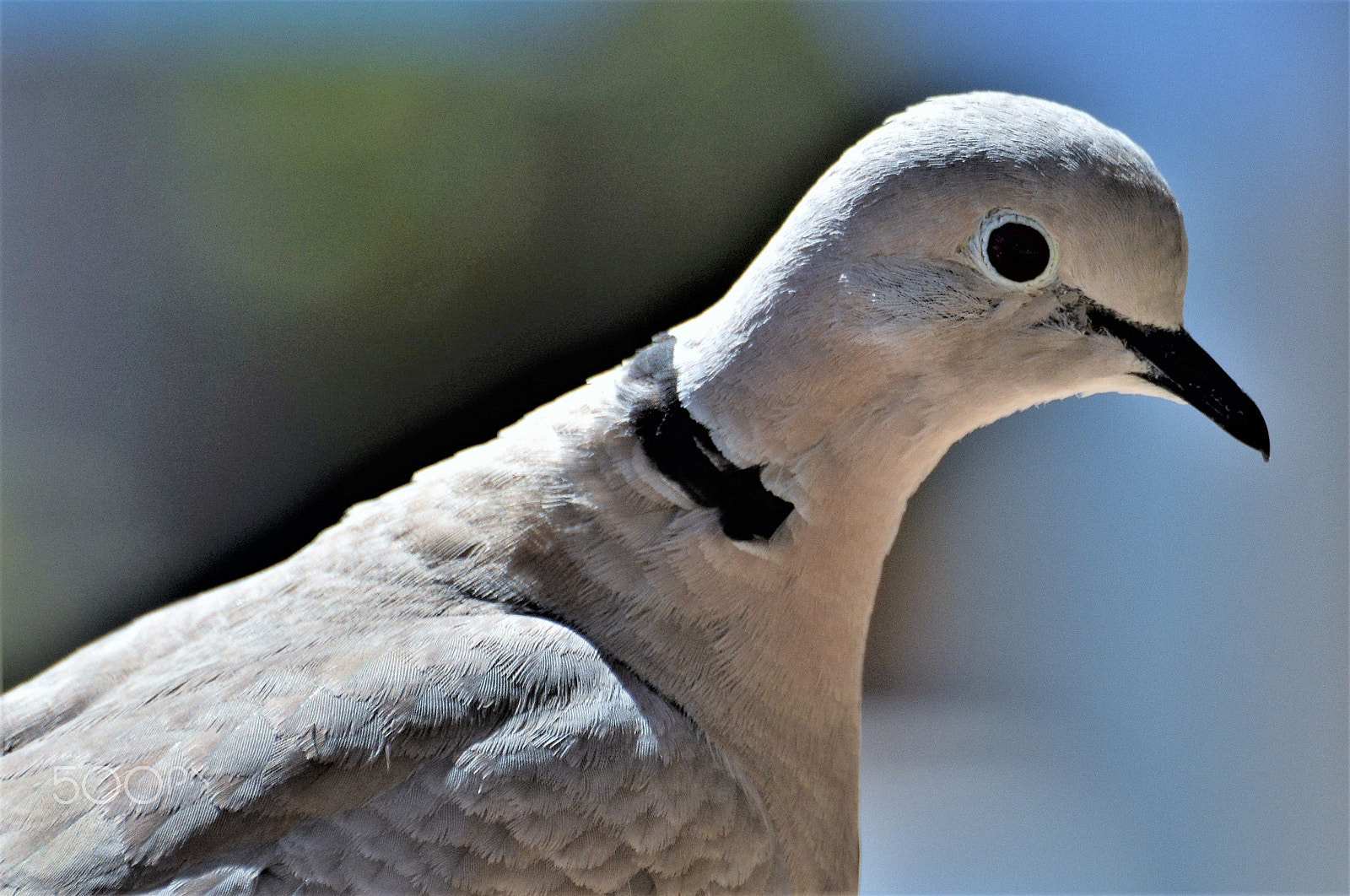 Nikon D7200 sample photo. Graue schönheit-gray beauty photography