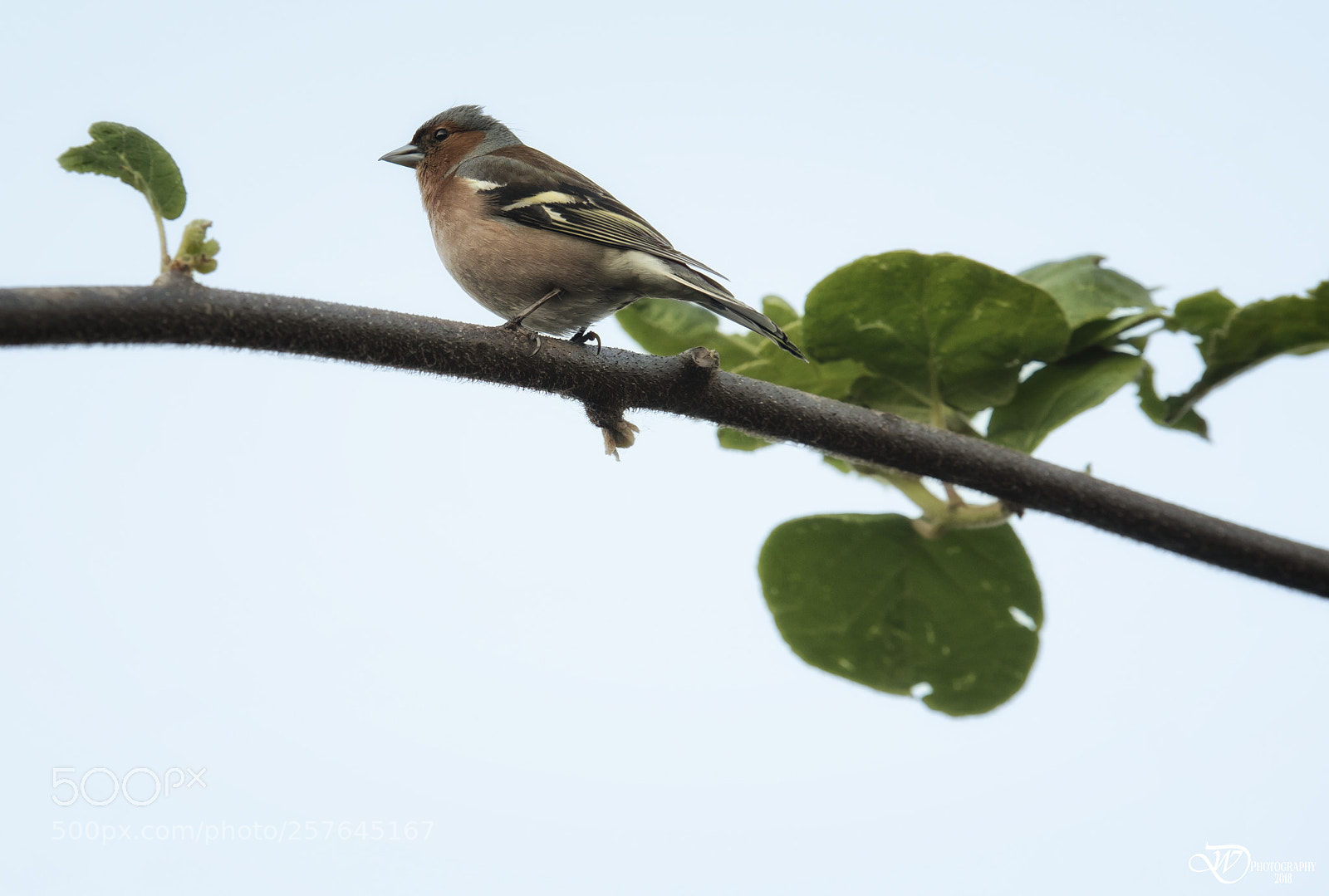 Nikon D750 sample photo. Finch photography