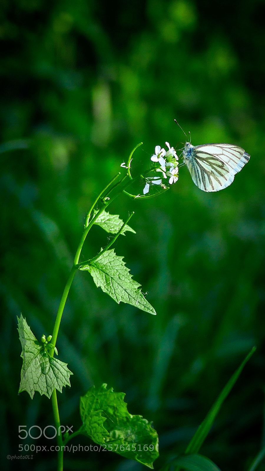 Panasonic Lumix DMC-GX8 sample photo. Vlinder photography