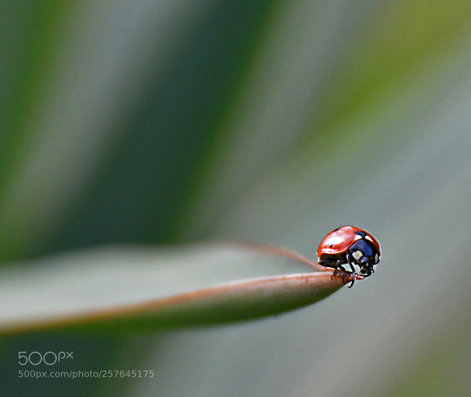 Nikon D5200 sample photo. Ladybug 4 photography