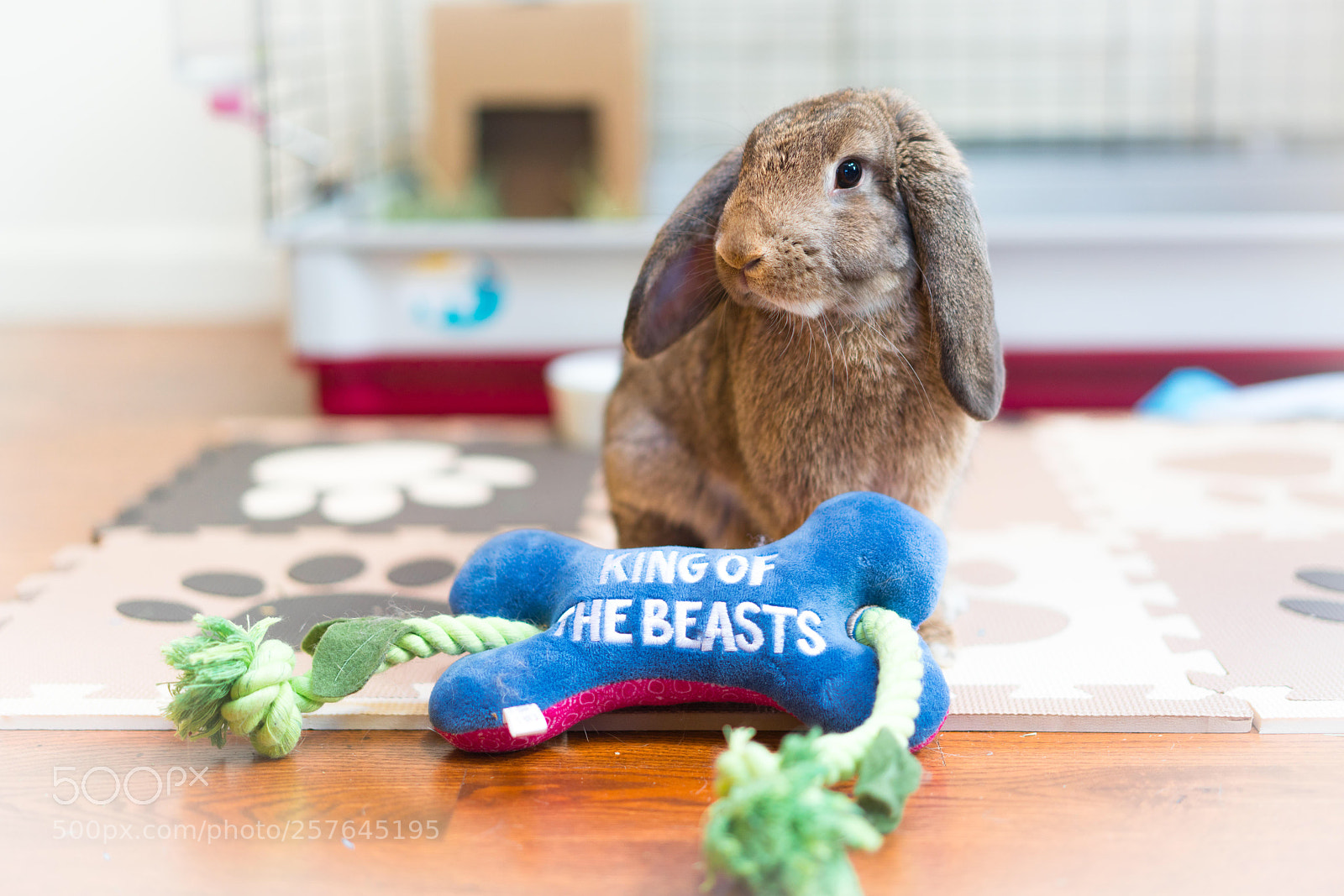 Sony a7R III sample photo. King of the beasts photography