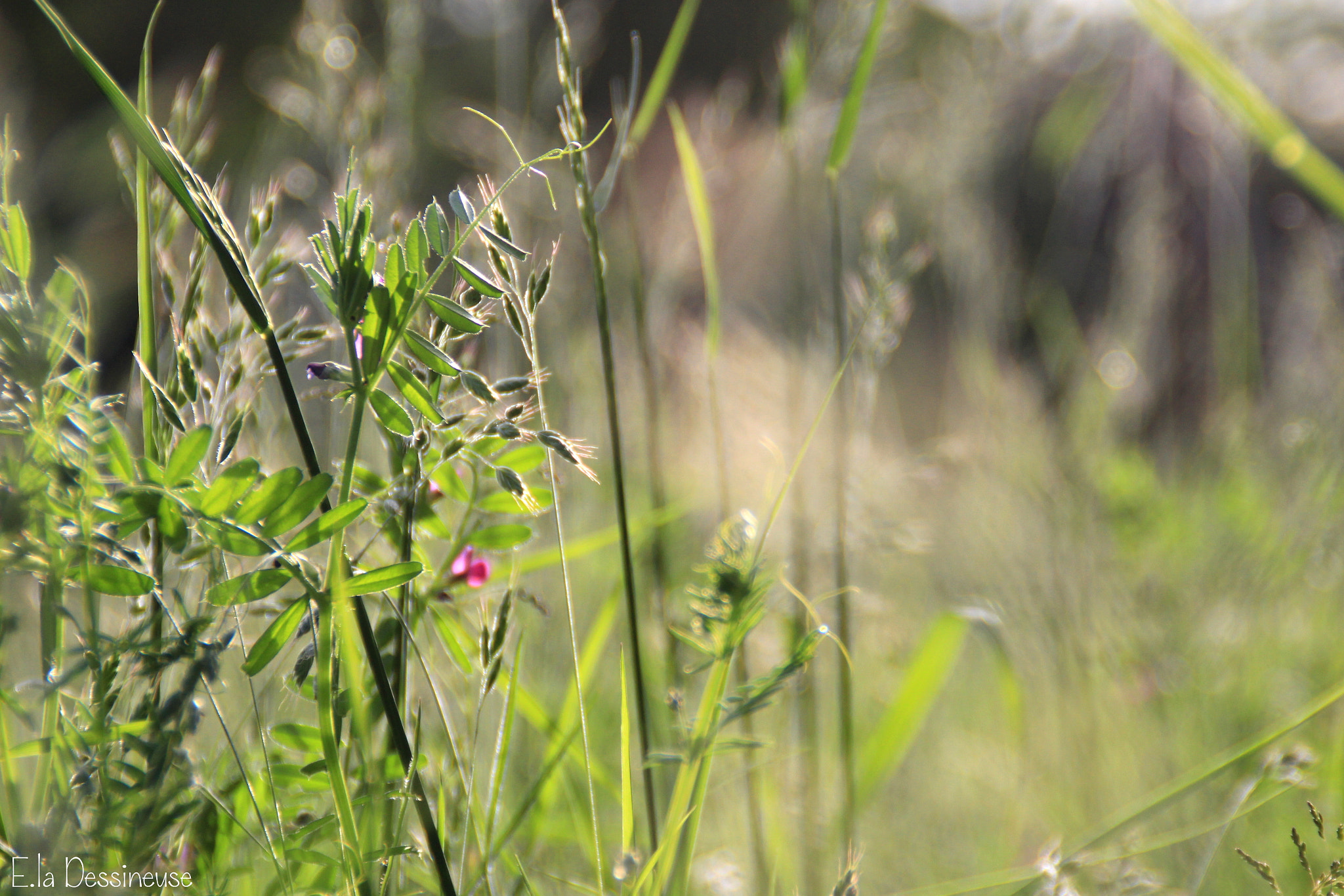 Canon EOS 700D (EOS Rebel T5i / EOS Kiss X7i) sample photo. Img photography