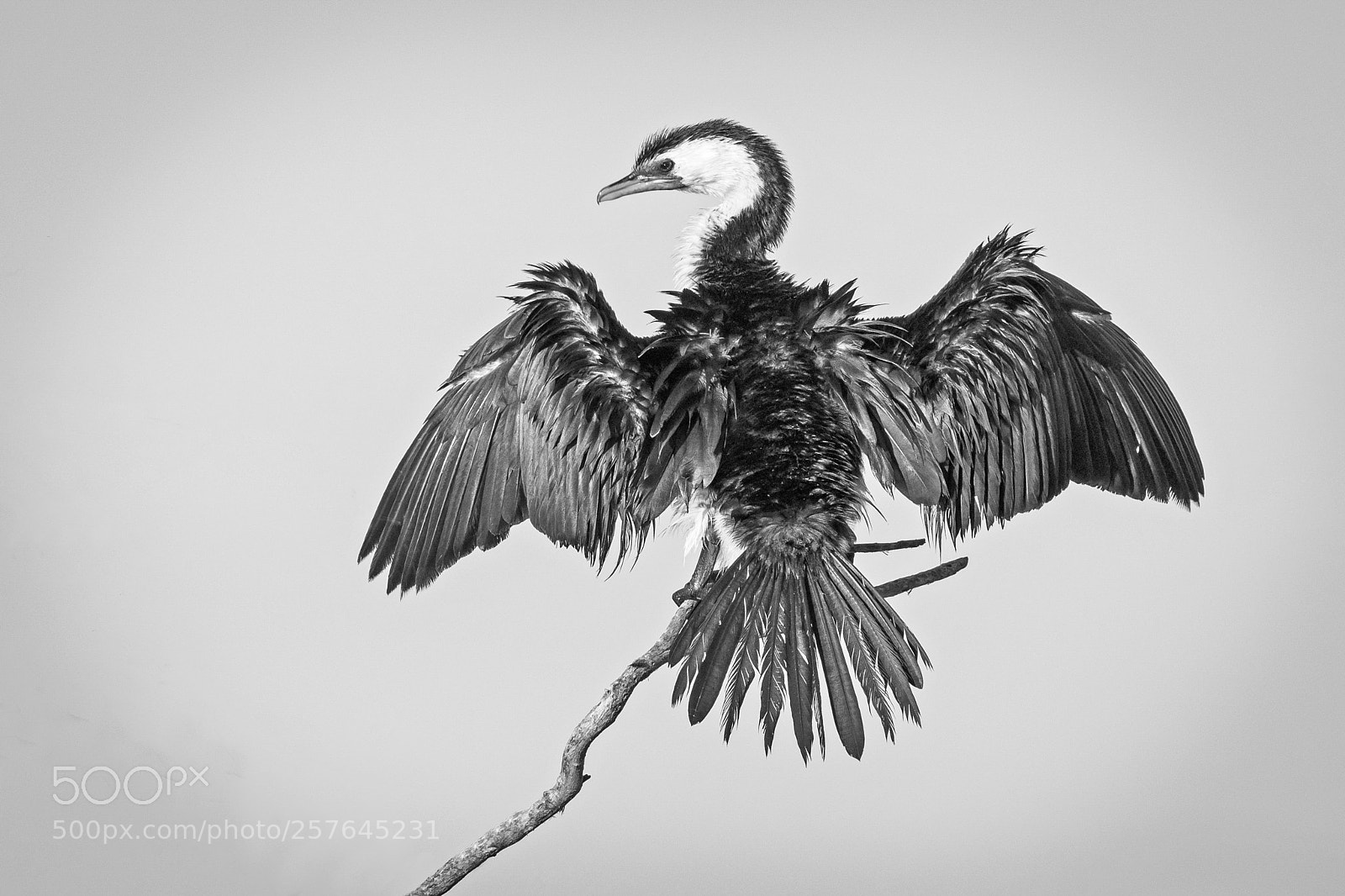 Olympus OM-D E-M1 Mark II sample photo. Little pied cormorant photography