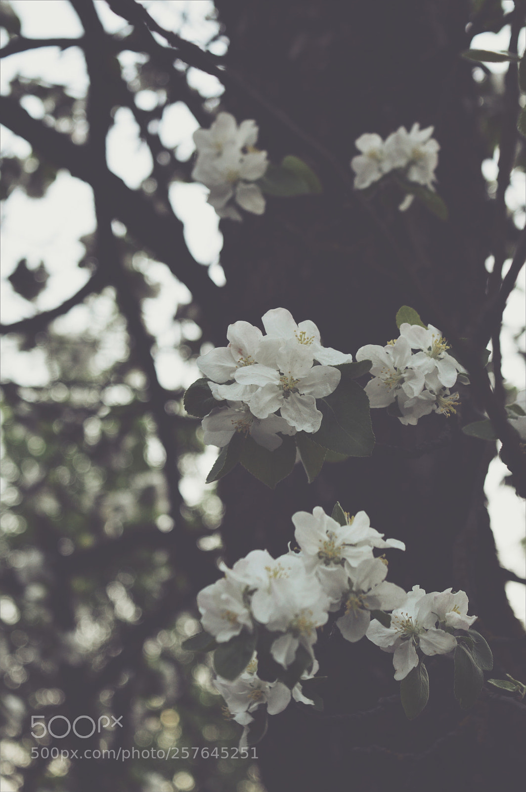 Nikon D3200 sample photo. Untitled photography
