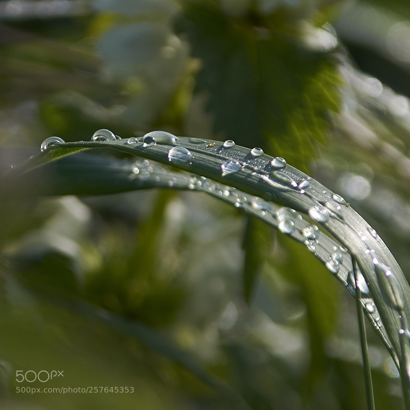 Nikon D7200 sample photo. Grass & droplets photography