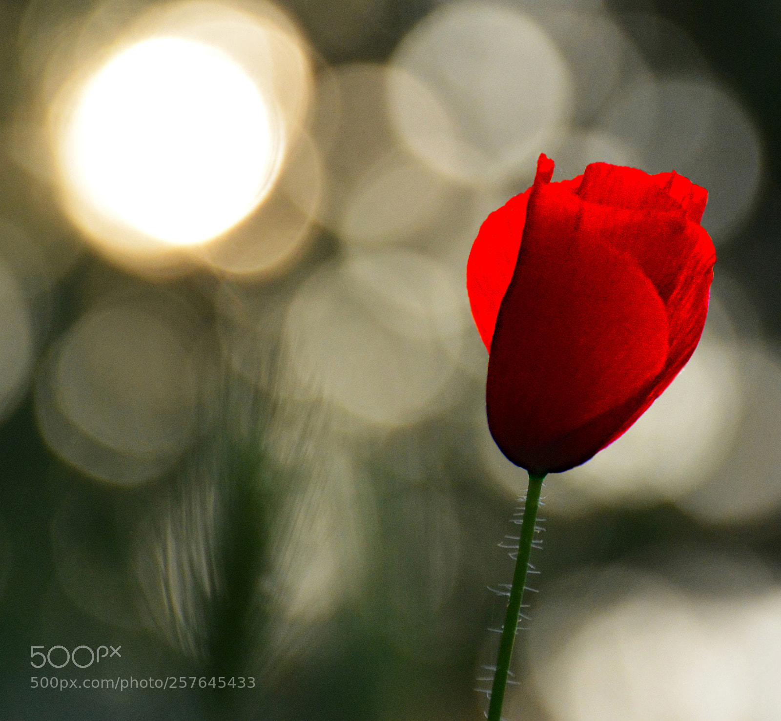 Nikon D5200 sample photo. Poppy before sunset 4 photography