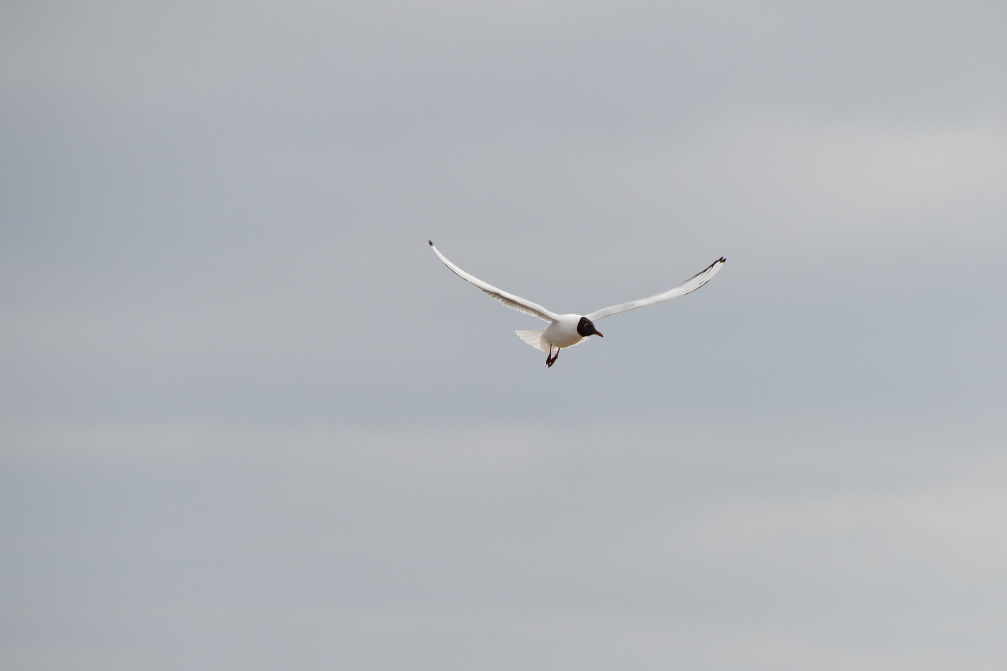 Nikon D500 sample photo. Seagull photography