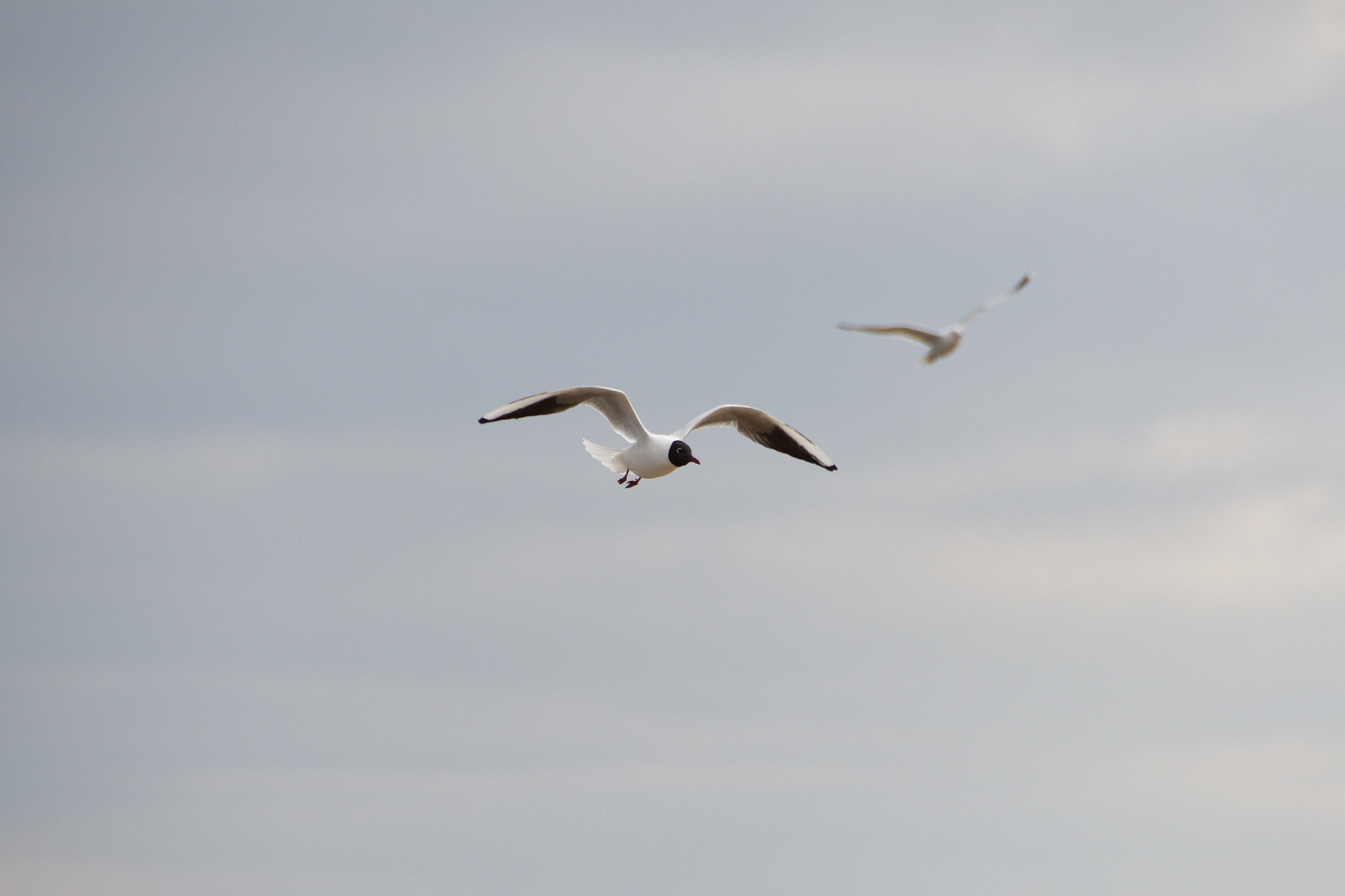 Nikon D500 sample photo. Seagull photography