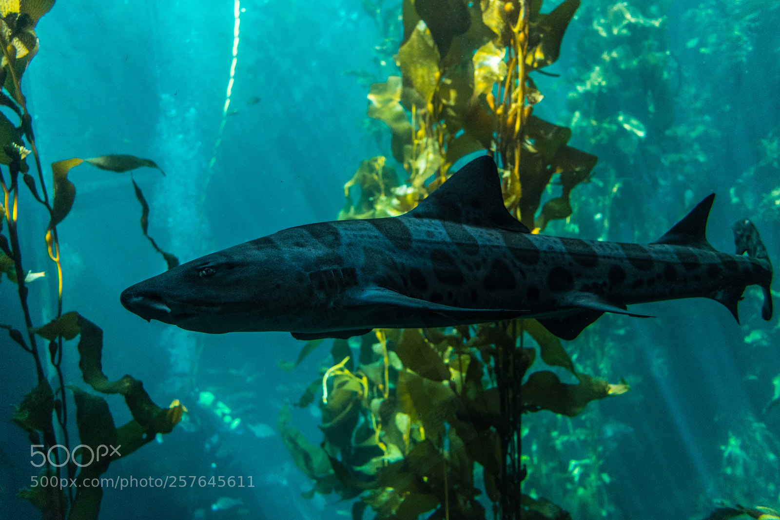 Nikon D3300 sample photo. Leopard shark photography