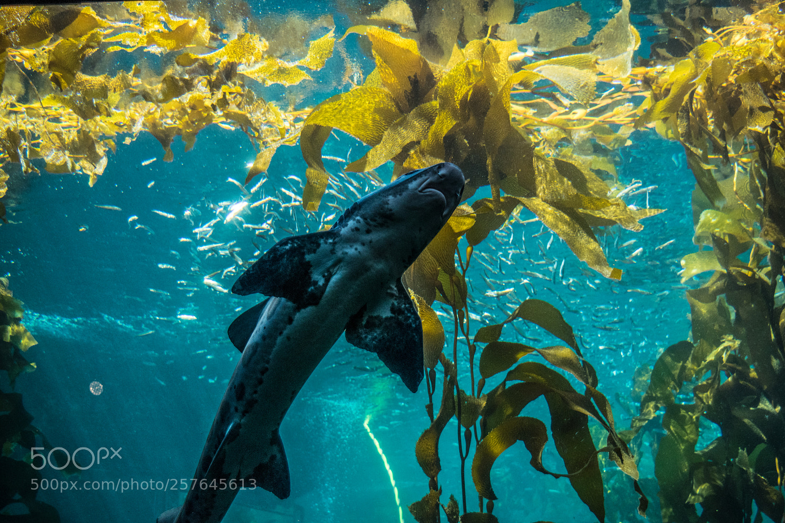Nikon D3300 sample photo. Leopard shark photography