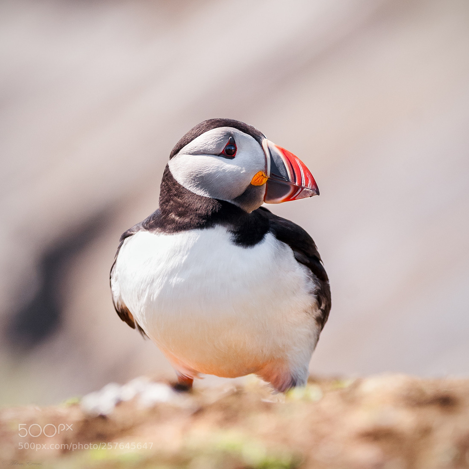 Nikon D300 sample photo. Puffin portrait photography