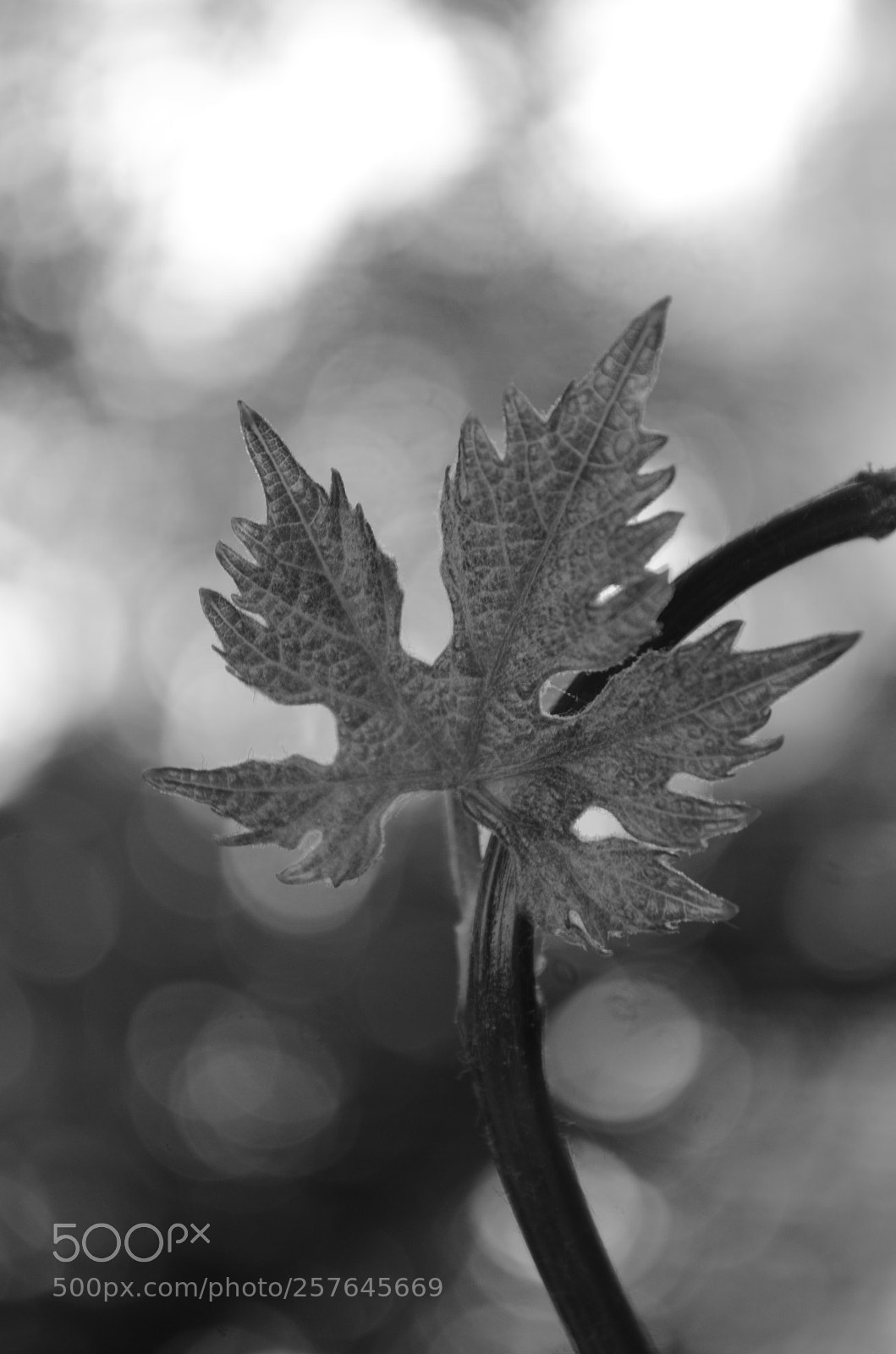 Nikon D5100 sample photo. Beauty at sunrise photography